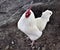 White Rooster In Northumberland, England.