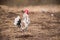 White rooster outside in the village on spring