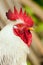 White rooster portrait closeup