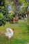 White rooster with raised wings on green yard background
