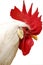 White rooster with red crest