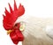 White rooster with red crest