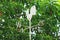 White rooster shaped weather vane under the green foliage