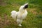 White rooster singing in the yard