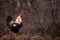 A white rooster sitting in the garden of the village farm near the forest. gallus gallus domesticus bird feeding in the backyard