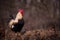 A white rooster sitting in the garden of the village farm near the forest. gallus gallus domesticus bird feeding in the backyard