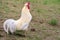 A white rooster stands on a dry field and crows