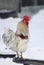 White rooster stands high on a winter day in the village
