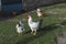 White Rooster Village Free Hens