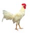 White rooster on the white background