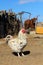 White rooster at a yard of an African farm