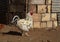 White rooster at a yard of an African farm - domestic animals