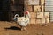 White rooster at a yard of an African farm - farm animals