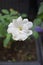 White rosa flower in the garden