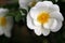 White Rosa rubiginosa sweet brier eglantine rose