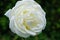 White rose