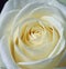 White Rose