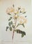 White Rose of Amour Rosa Campanulata alba Rosier Campanule a Fleurs Blanche Illustration Roses Prints Flower Floral Sketch Nature