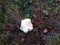 White rose autumn