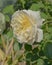 White rose bloom in roses Princess of Wales garden