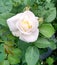 White Rose Bloomed