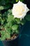 White rose bloomed in a separate pot