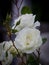 White rose blossoms and buds with dark background