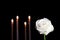 White rose and blurred burning candles in darkness, space for text