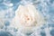 White rose on bubbles bath foam