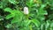 White rose bud and lush green leaves