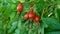 White rose bush, ripe rosehip berry