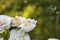 White rose bush. Romantic flower garden blossom
