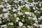 White rose bushes on a summers day