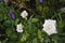 White rose. Carved green leaves set off the flower.