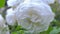 White rose close up. In the picture, change the focal length used.