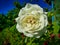White rose close-up in a summer garden.