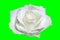 White rose closeup