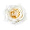 White Rose Closeup Faded into White Background