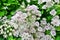 White and rose-colored flowers in the Botanical Garden of Akureyri