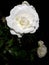 White rose on a dark background