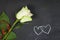 White rose on dark chalkboard