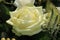 White rose with dew drop