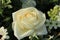 White rose with dew drop