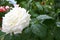 White rose drop on garden