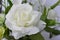 White rose fake flower