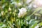 White rose flower blooming with buds, full of lice in a garden at a sunny spring day. Selected focus