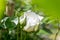 White rose flower blooming with buds, full of lice in a garden at a sunny spring day. Selected focus