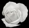 White rose flower, details, close up, macro