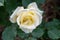 White Rose flower with dewdrops .