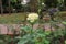 White rose flower in a garden on blurred nature background. White rose with green grass in a floral garden. Beautiful rose flower